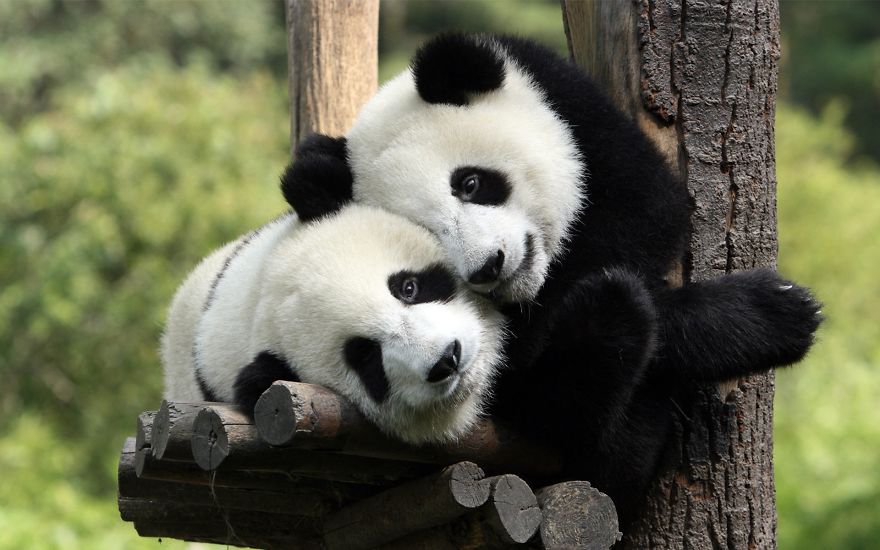 Panda's Love.