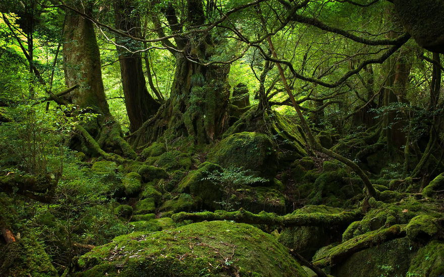 Yakushima, Japan