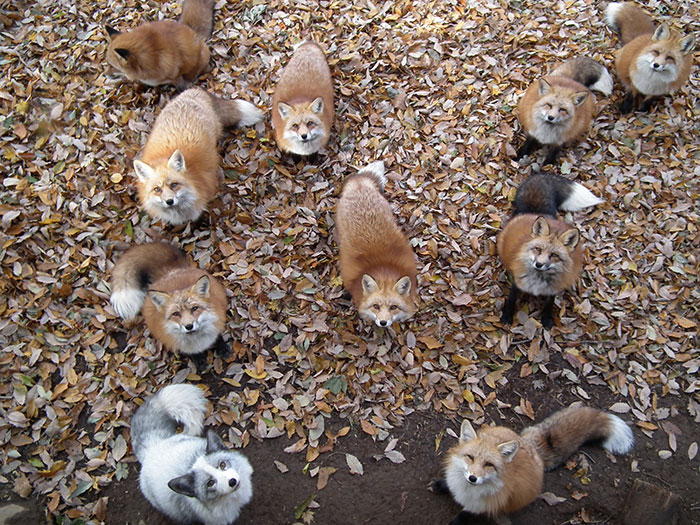 Fox Village In Japan Is Probably The Cutest Place On Earth