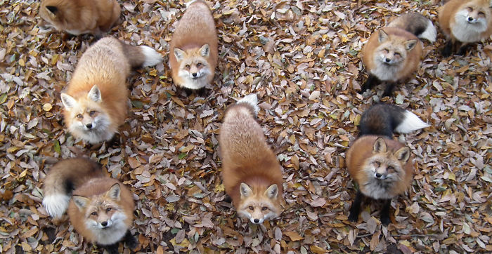 Fox Village In Japan Is Probably The Cutest Place On Earth