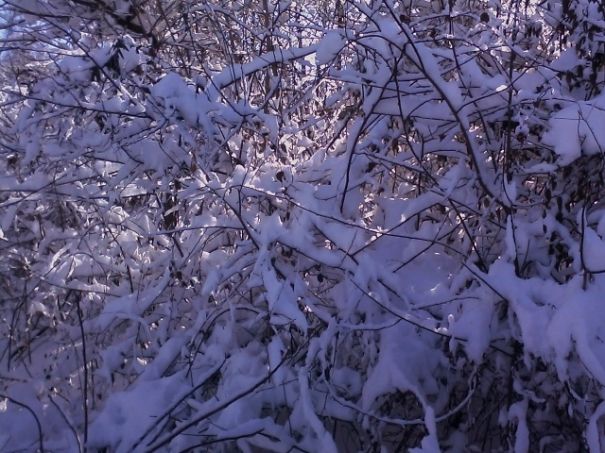 Beautiful Snow Photos