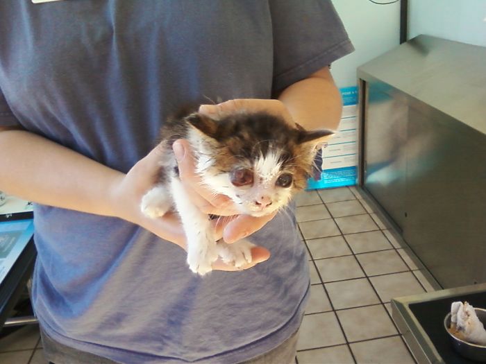 Katan At About 3 Weeks Old. He Was A Feral Kitten On My Friend's Property.