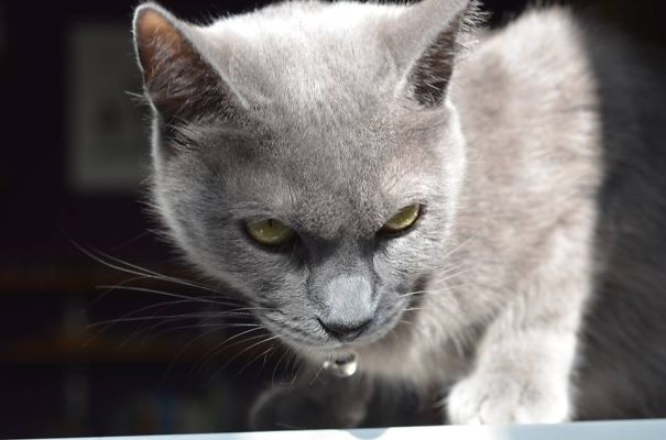 The Friendly, Purring Face :)))