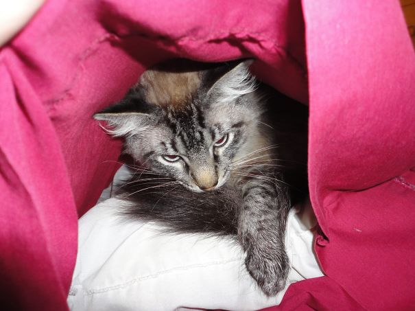 You Dare Disturb Me?!