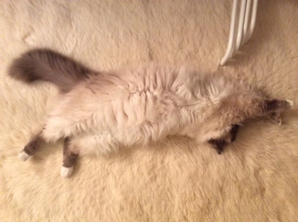 My Cat ! 95% Camouflage Complete