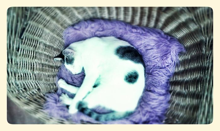 Bozena The Blind Cat