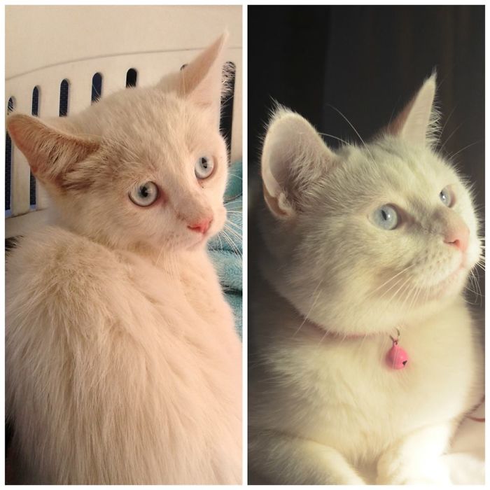 Valentina The Day We Got Her All Thin And Scared, Now She's An Stunning And Happy Young Lady