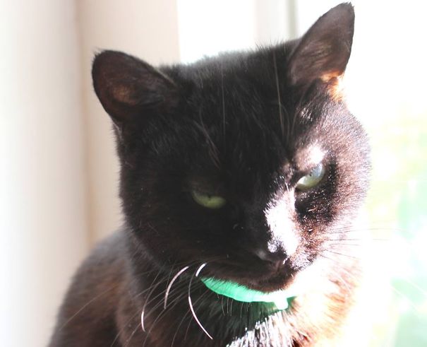 Chuckles Is Not In The Mood For Any Nonsense. She Has Had A Long, Hard Day Of Eating And Sleepi