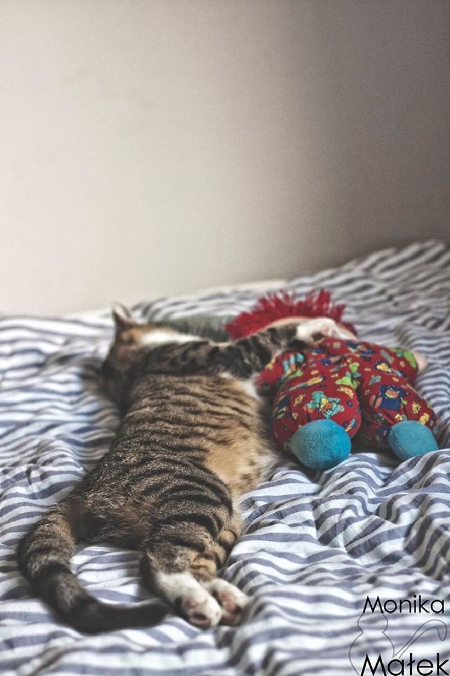 Catography With My Furry Friends