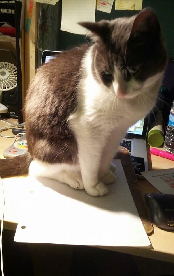 My Cat Sat On My Homework Is The New The My-dog-ate-my-homework. Best Procrastination Excuse