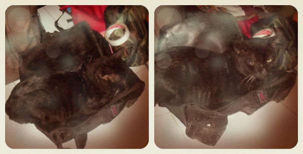 My Black Cat, Loki, Hides Here Too.