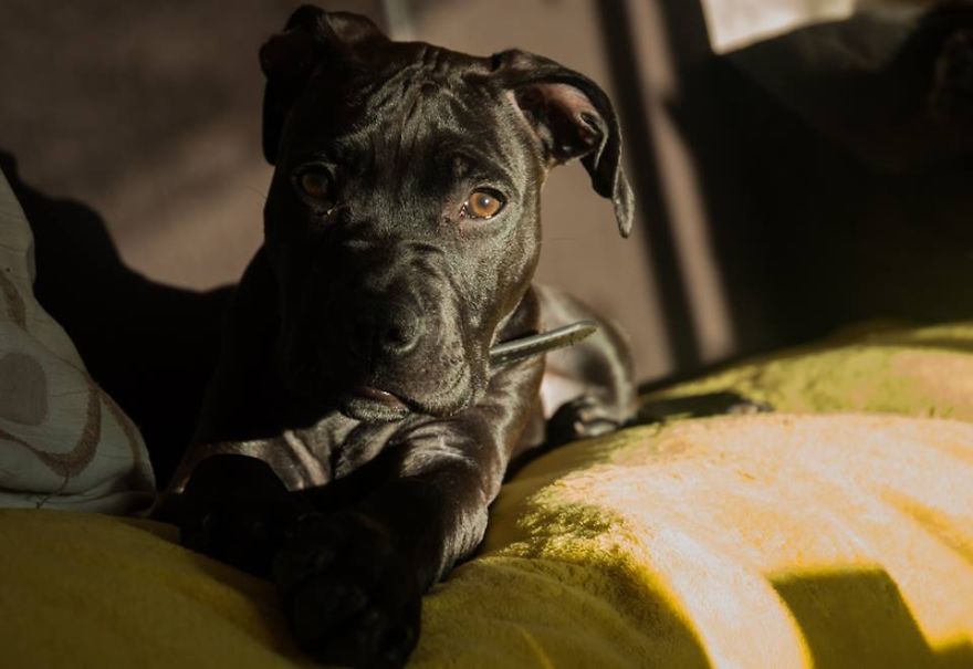 Cuties Not Bullies Cuties Not Bullies