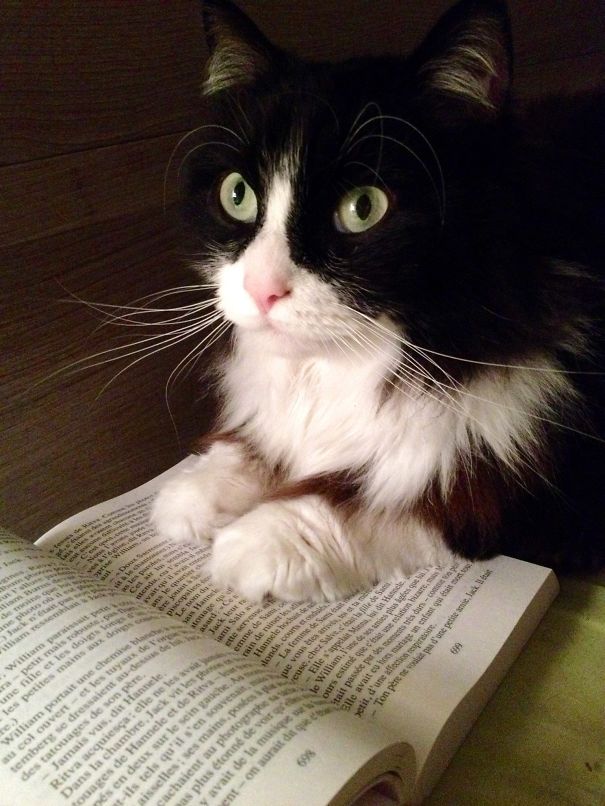 No, You're Not Going To Read Tonight!