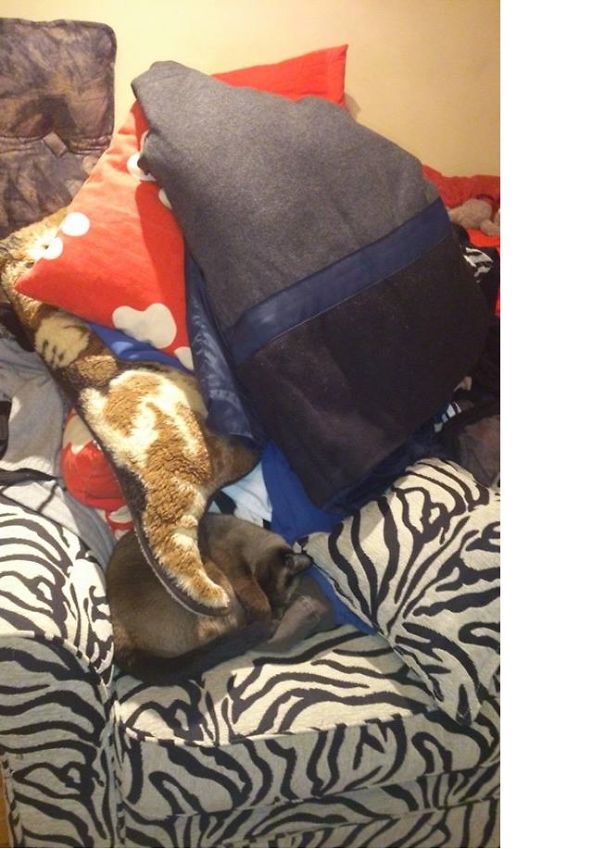 Find Hidden Cat Game