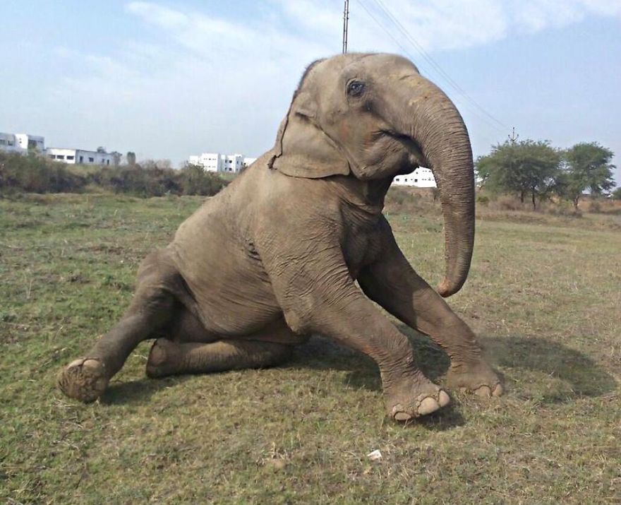 60 Year Old Blind Elephant Beaten By Her Owners Finally Gets Rescued 60 Year Old Blind Elephant Beaten By Her Owners Finally Gets Rescued