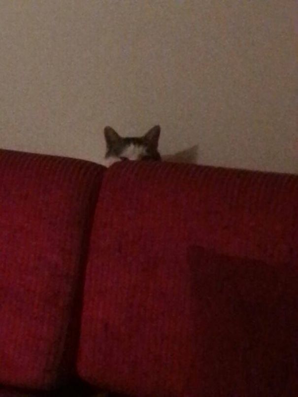 I Feel A Pair Of Eyes On Me All The Time!