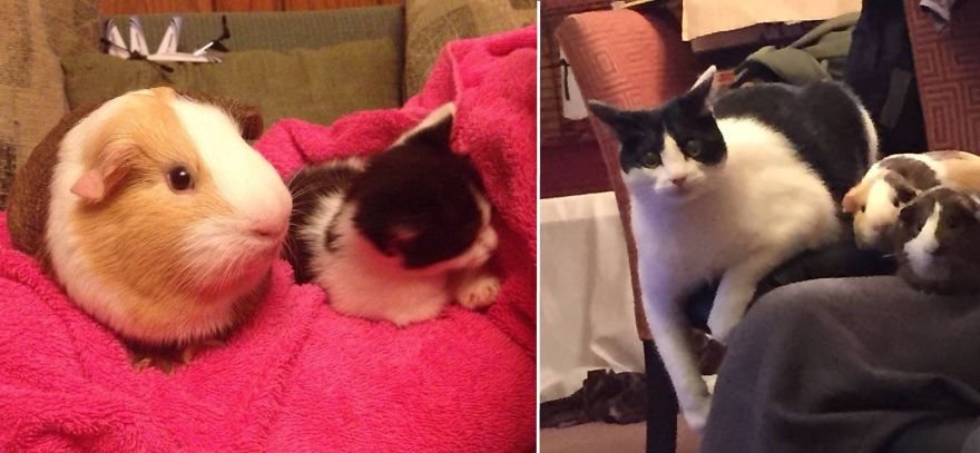 Charlie And Friends: A Year And A Half Later