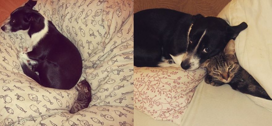 My Cat And Her Dog.then And Now