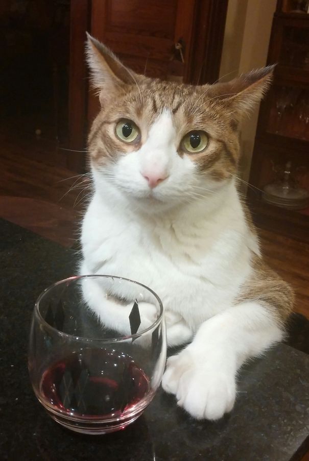 I've Done Terrible Things While Under The Influence