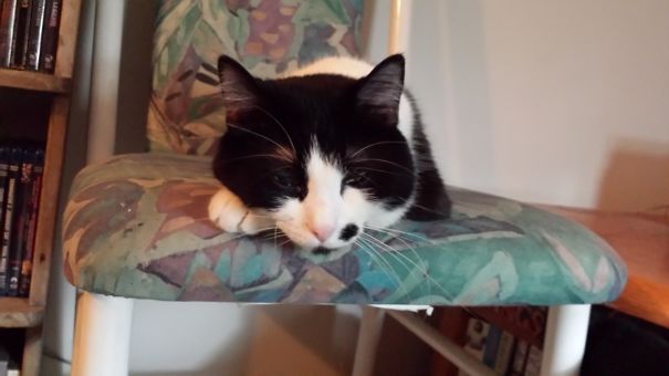 I Pee On All Of Dads Duffle Bags And Hoodies...then Wonder Why He Wont Pet Me...