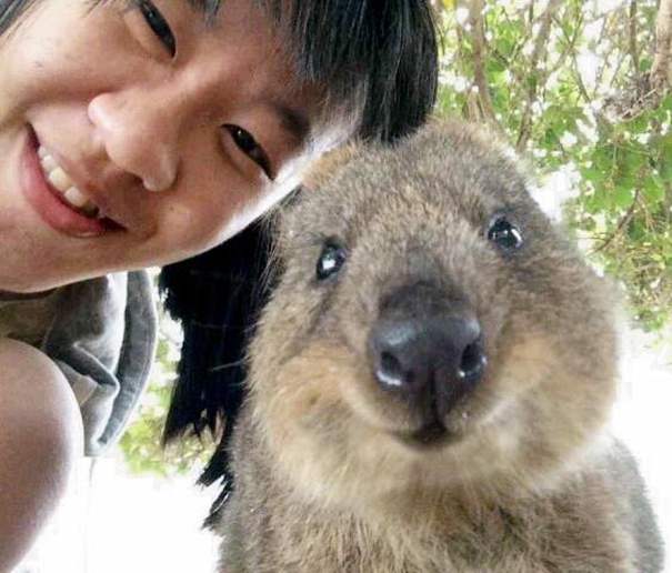#selfiewithquokka