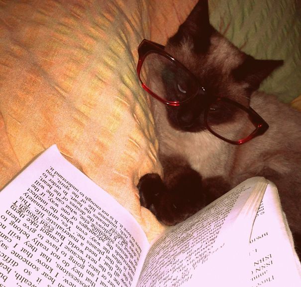Juno Reads More Than I Do.
