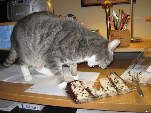 That's Right! Run While I Eat The Cake.