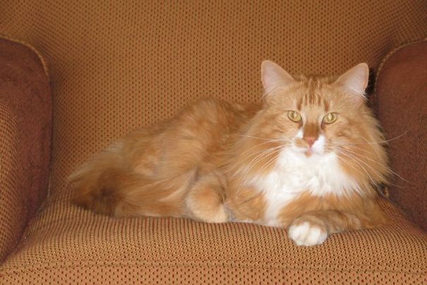 Orange Is The New Cat!