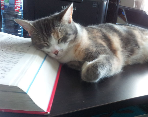 What Do You Mean By "this Is Not A Pillow"?