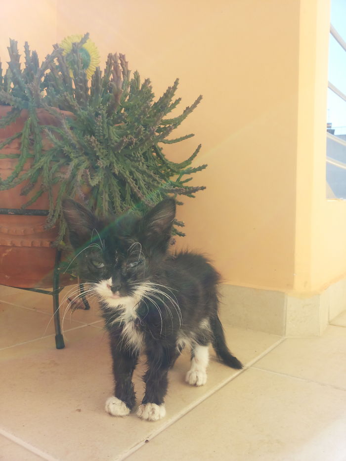 Nerito 2 Days After We Found Him Under A Car