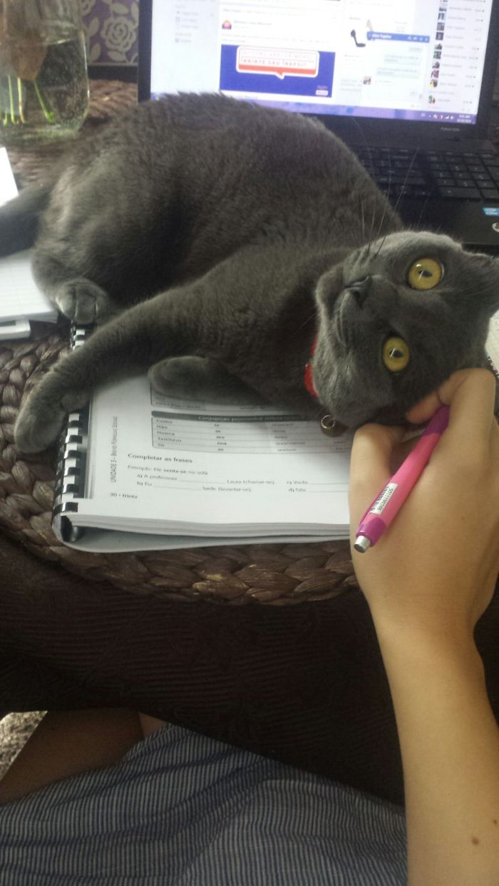 Популярные кошки. Полосатая кошка. Популярные кошки. Эмоции кошек. Смешной.