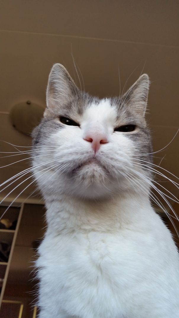 Feed Me. Feeeeeed Meeeee!