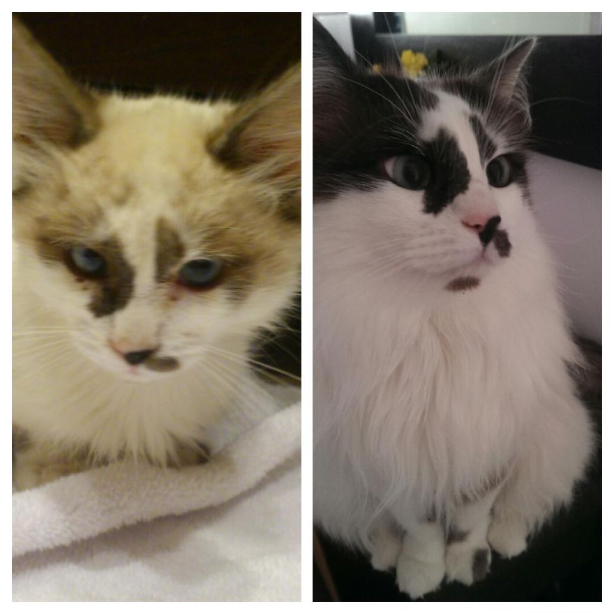 We Rescued This Scrawny Wee Stray From Tenerife To Scotland. This Is Pablo 3 Years Later :)