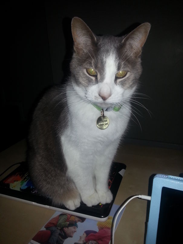 I Wouldn't Let Him Out In The Garden (in The Middle Of The Night), So His Inner Demon Came Out.