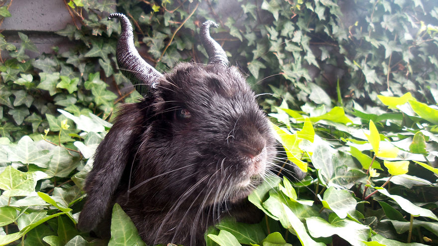 My Bunny Cosplays (She Doesn't Mind It) My Bunny Cosplays (She Doesn't Mind It)