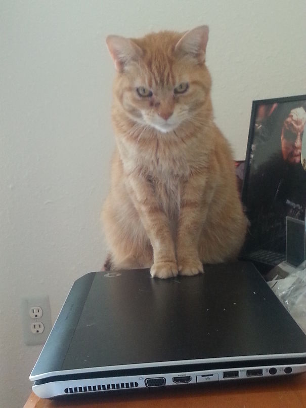 Killed The Laptop. You're Next.