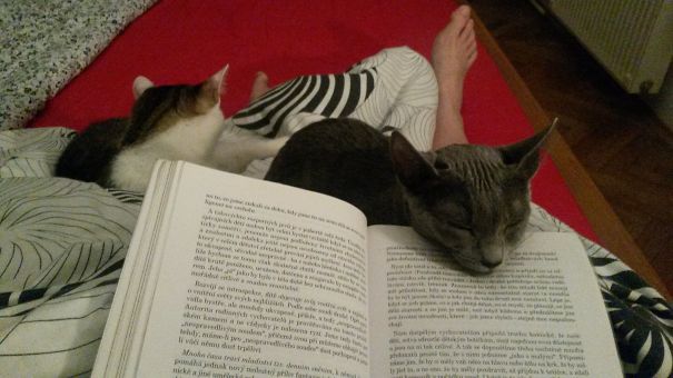 Stop Reading, Let's Sleep! It's My Job To Be A Bookmark.