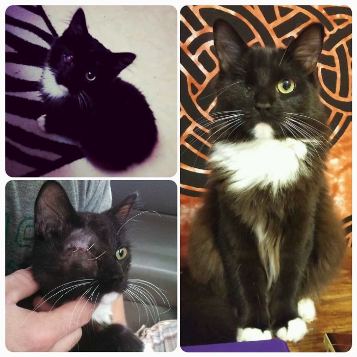 Sochi Was Found (during The Olympics) With A Ruptured, Infected Eye. 6 Months Later, All Better