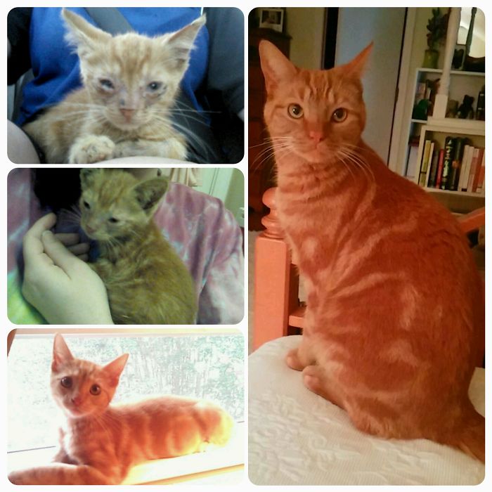 Ari Was Found In A Bush Full Of Infections & Parasites. Now He's So Handsome!