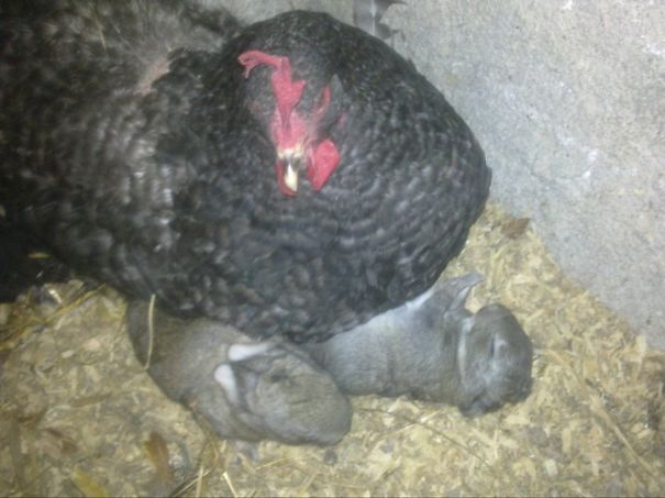 Lola And The Two Rabbits