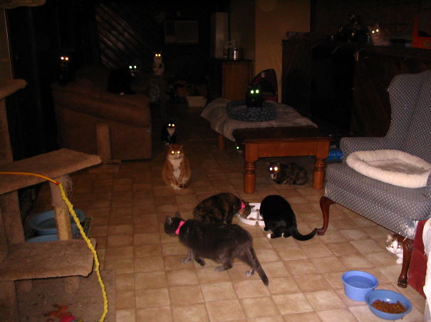 I Think I'm In "cat Hell!"