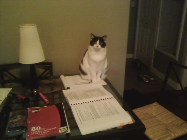 Did I Say You Could Studying?!