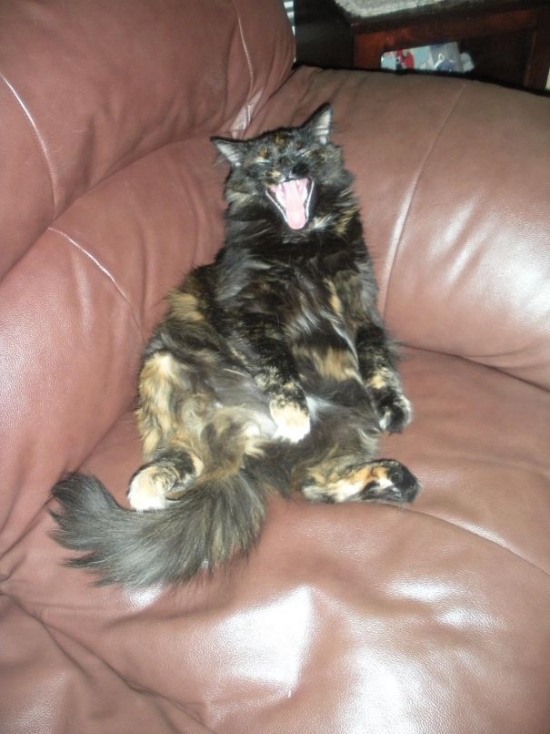 Evil Yawn