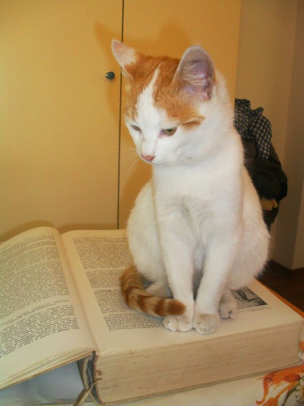 Human, You Have No Homework!