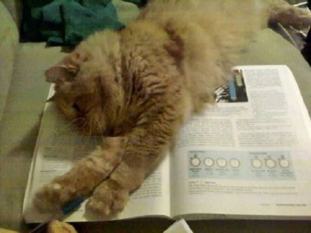 Chuck Is Such A Good Little Helper!