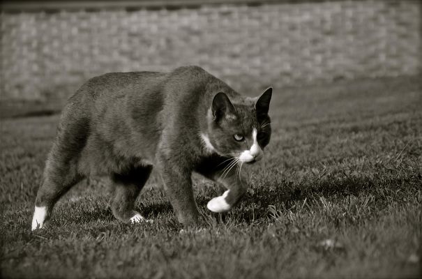 The Eye Of The Tiger