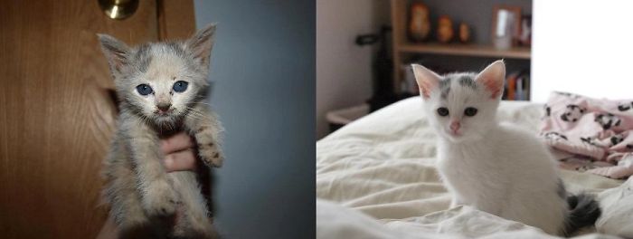 Dúlla, Stuck Under Floor Boards Alone. Then 3 Weeks Later