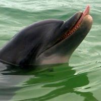 stephanieandhounds avatar