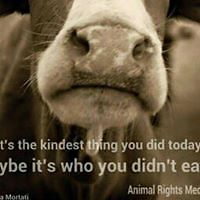 lisa_lammon_5 avatar