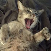 sarahlwebster avatar